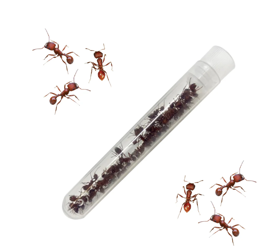 Ant Hill With Voucher