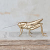 Golden grasshopper